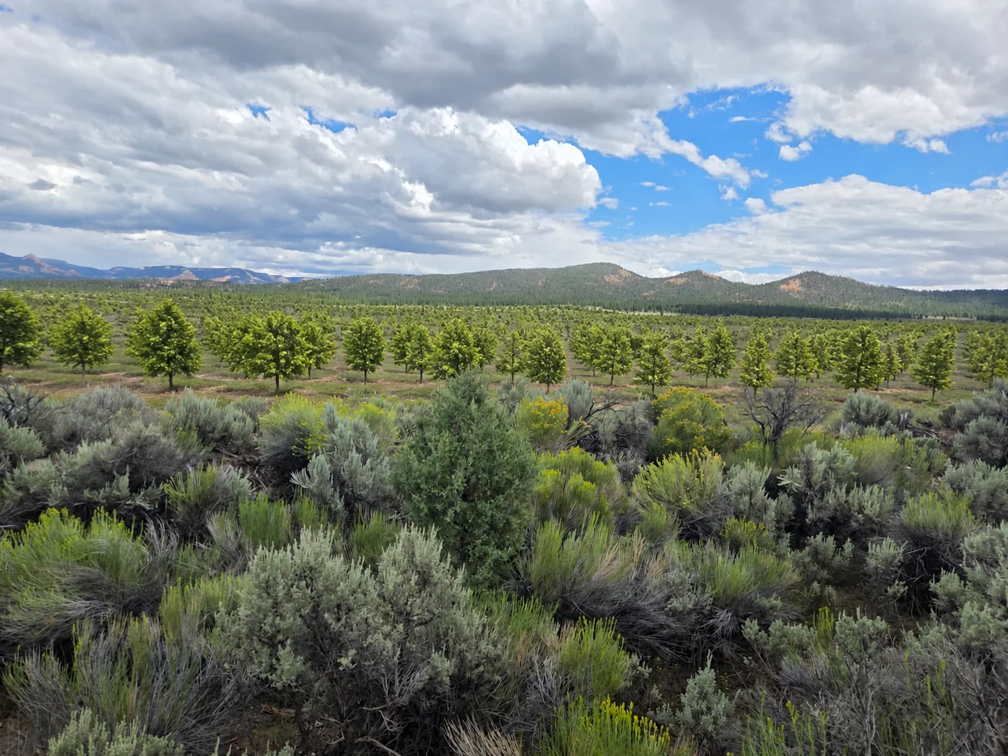 Illustrative Paulownia tree farm based on the Bryce Farms property