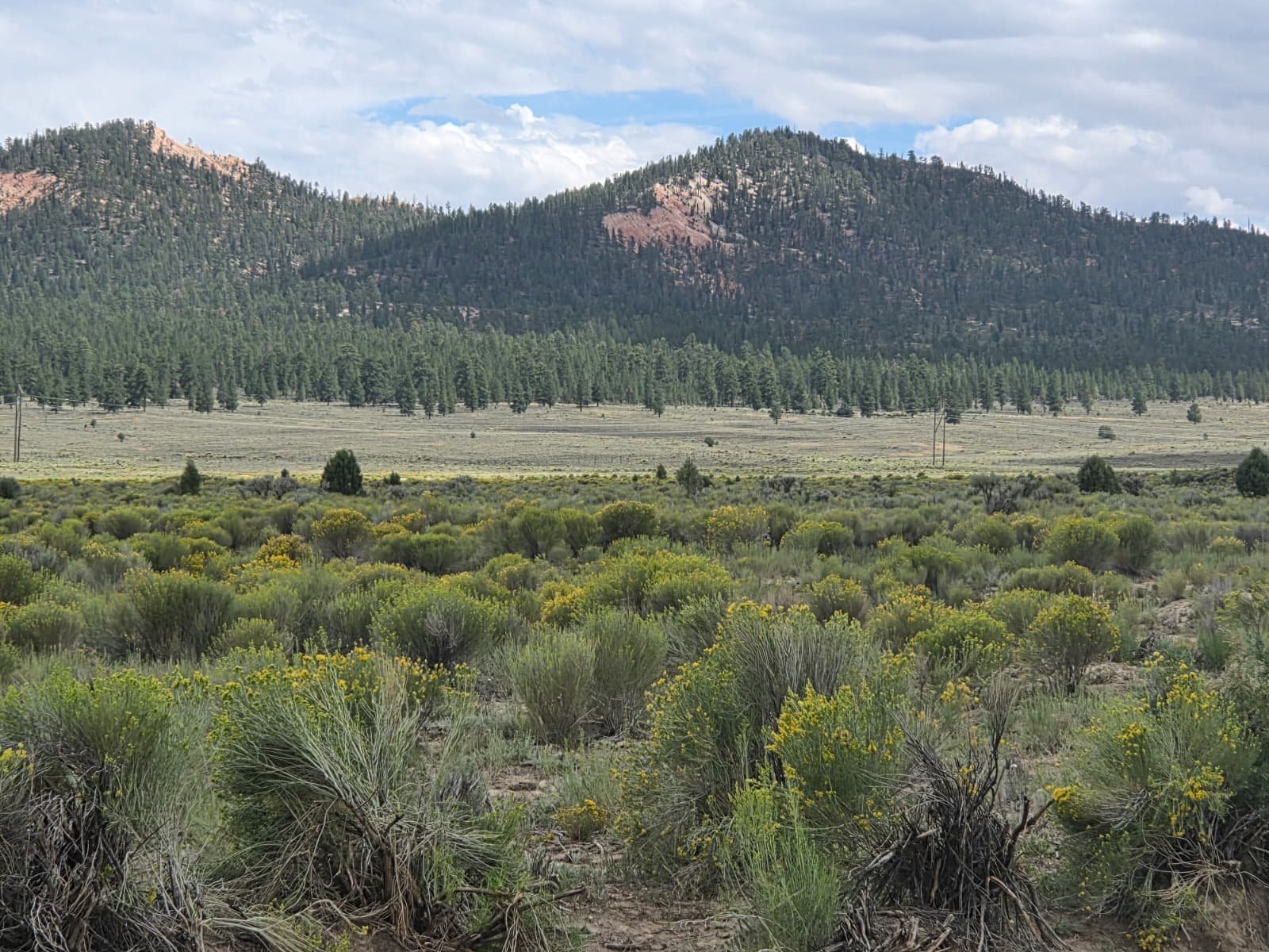 Forested slopes from the site