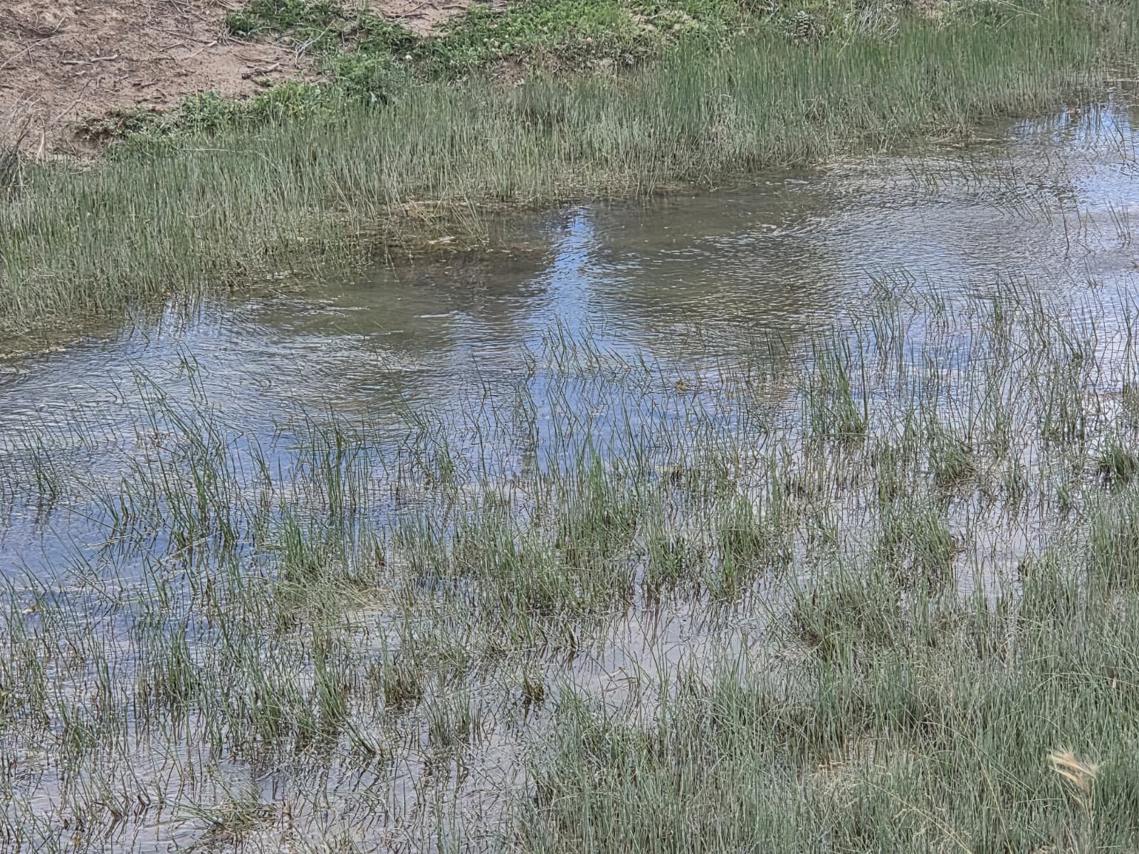 Wetland vegetation and surface water
