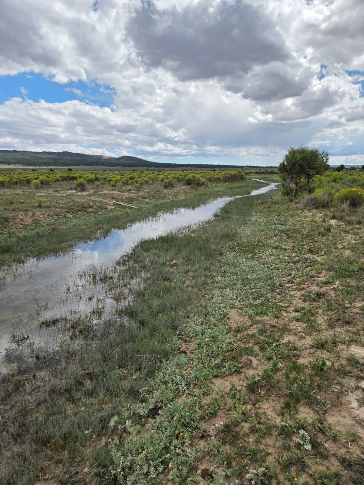 Natural drainage corridor