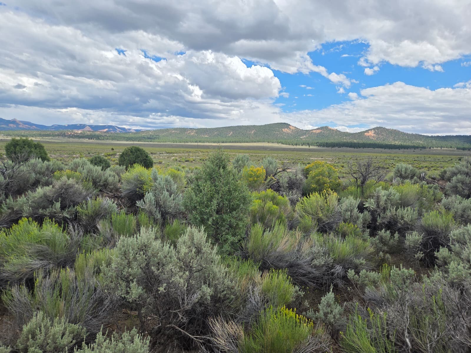 Valley floor and forested ridgeline