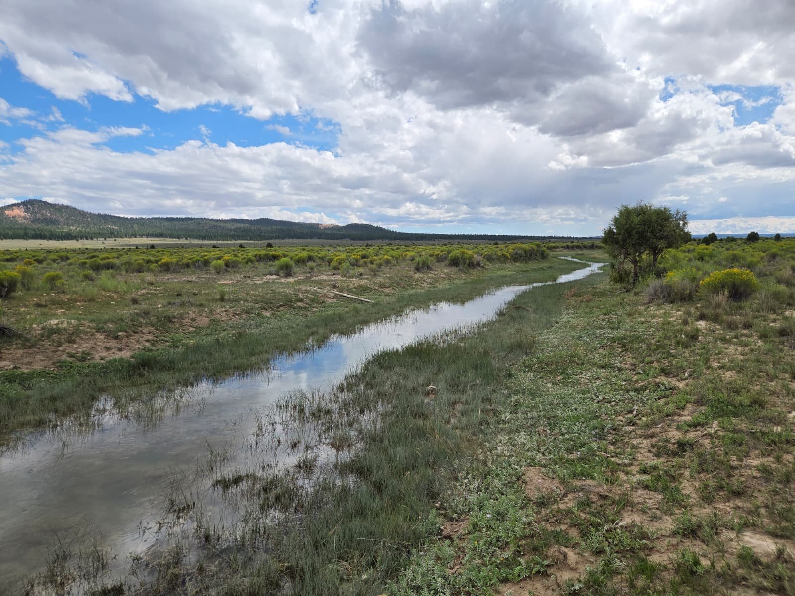 Natural water corridor through the property
