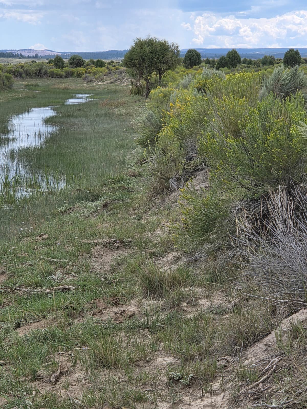 Riparian vegetation along the corridor